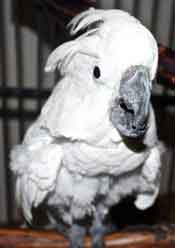 Snow, umbrella cockatoo