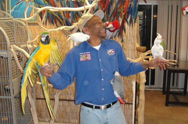 Chris Diggins, founder of Parrots for Patriots, places neglected birds with people who can care for them and feel love in return. Via Garth Noggle/Today